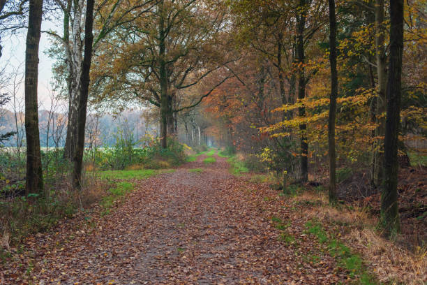 istock Pathway with fallen leaves in autumn forest. 1196694609