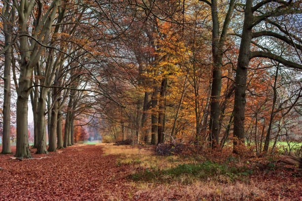 istock Path covered with fallen leaves in deciduous autumn forest. 1196694666