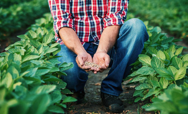Farmer in a soybean field, close up photo. Agricultural concept stock photo