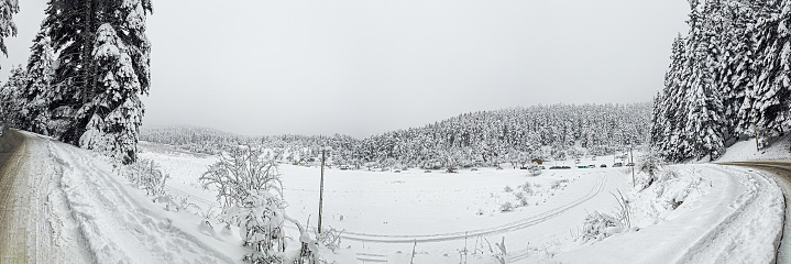 Panoramic view of snowy forest, Winter Landscape