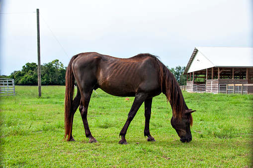 A slim brown horse eats grass on a rural farm