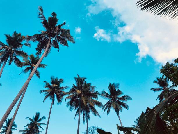 istock Tall palm trees with blue sky on the background 1196697788