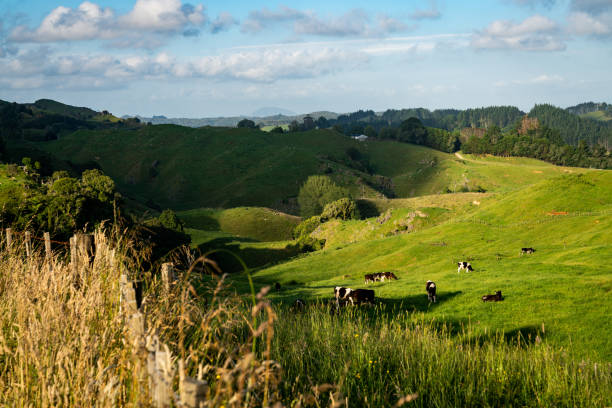 istock HIllside in New Zealand 1196697838