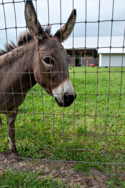 istock Donkey On Other Side of Fence 1196697847