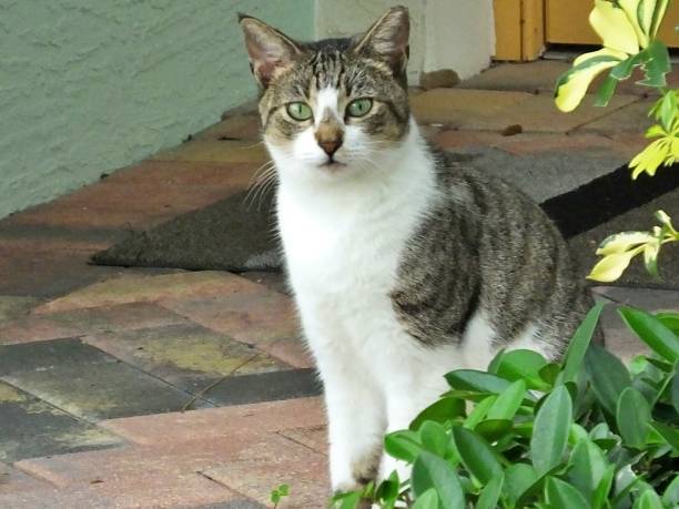 istock Feral Cat (Felis catus) - sitting outside a Florida home looking into the camera 1196698479