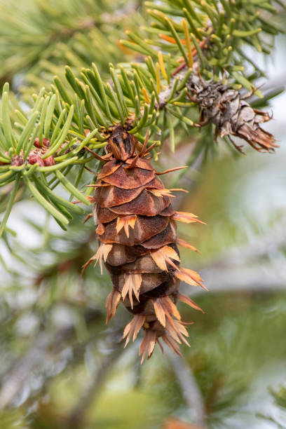 istock pine cones on Douglas fir, Pseudotsuga menziesii 1196698796