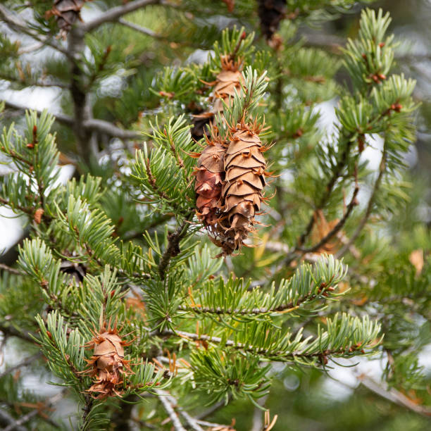 istock pine cones on Douglas fir, Pseudotsuga menziesii 1196698806