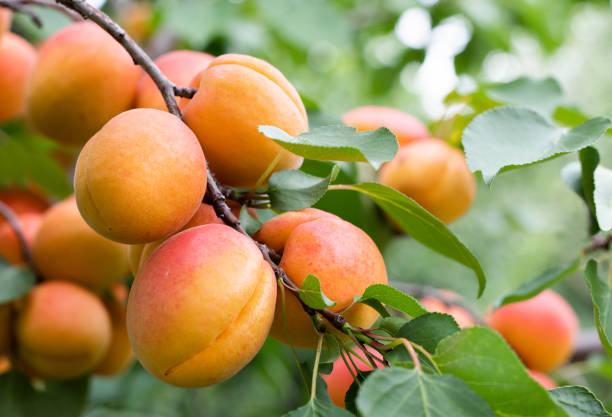 istock A bunch of ripe apricots branch in sunlight 1196699009