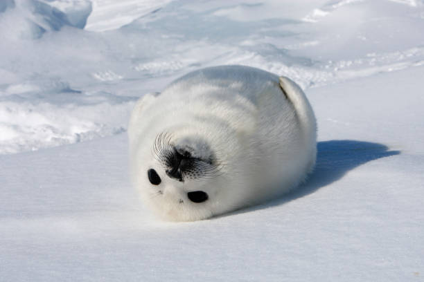 Harp Seal Harp seal in Magdalen islands seal pup stock pictures, royalty-free photos & images