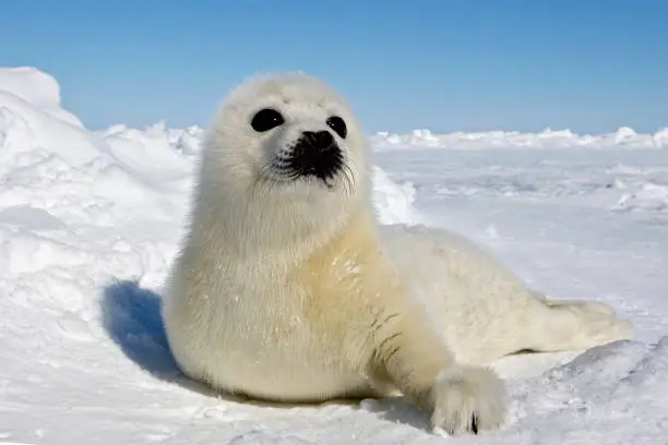 Photo of Harp Seal