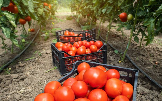 istock Picking fresh tomatoes in greenhouse. 1196701357