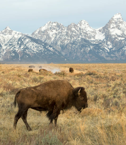 istock Bison in sagebrush meadow with tetons in background 1196701541