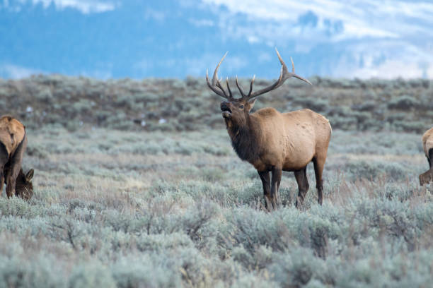 istock Bull elk during rut in sagebrush meadow with trees in background 1196701549