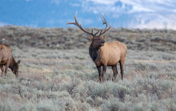 istock Bull elk during rut in sagebrush meadow with trees in background 1196701551