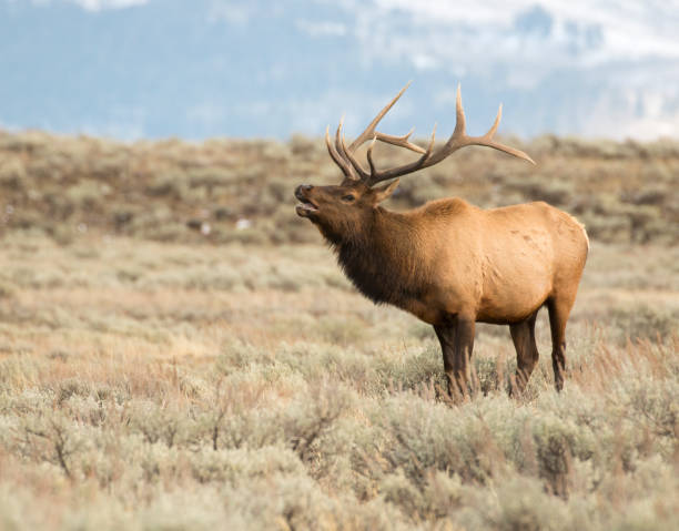 Bull elk during rut in sagebrush meadow with trees in background stock photo