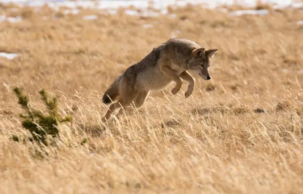 Coyote in deep grass jumping for mouse