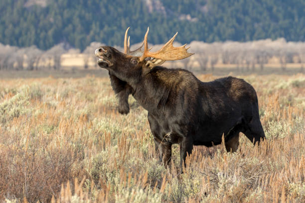 3D rendering of a male moose isolated on white background