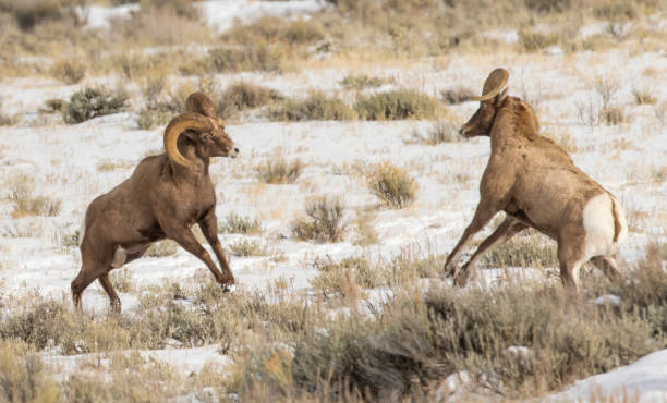Two rutting ram bighorn sheep in sagebrush meadow headbutting