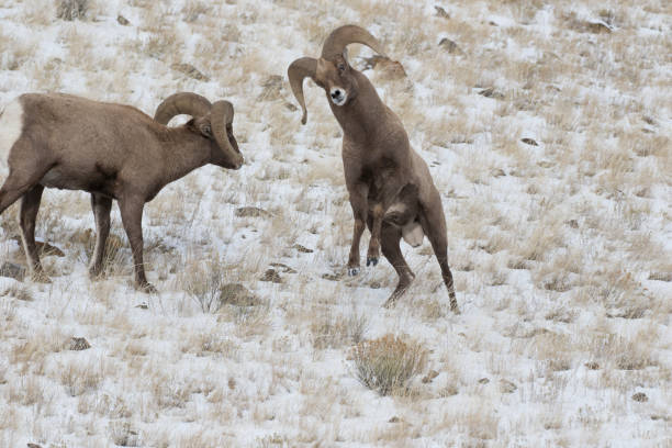 istock Two rutting ram bighorn sheep in sagebrush meadow headbutting 1196702120