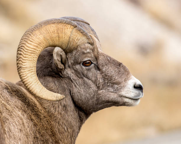 istock Ram bighorn sheep in sagebrush meadow 1196702138