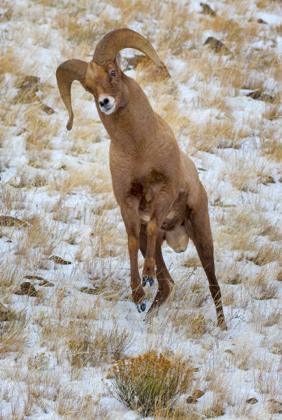 istock Ram bighorn sheep in sagebrush meadow preparing to 1196702168