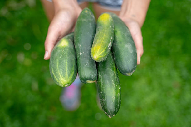 Homegrown Organic Cucumbers in Woman's hands - from above