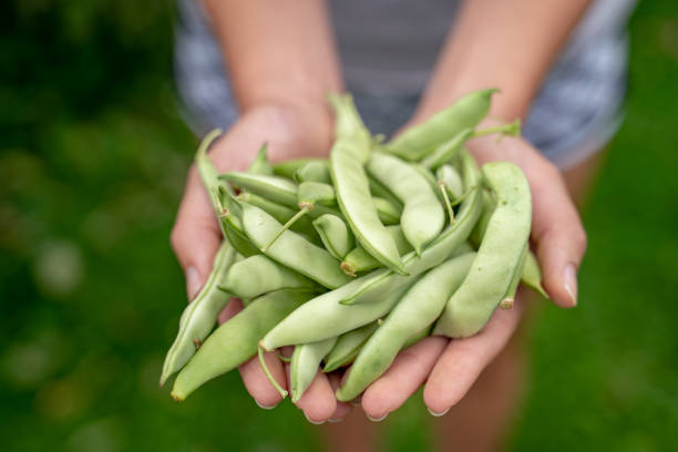 istock High Angle view of homegrown Green Beans 1196703488