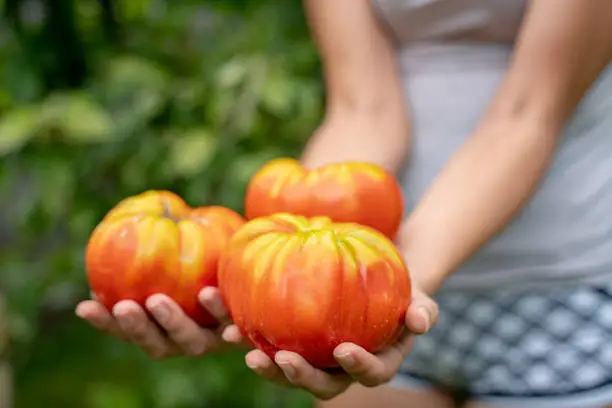 Homegrown Beefsteak tomato in Woman's hands