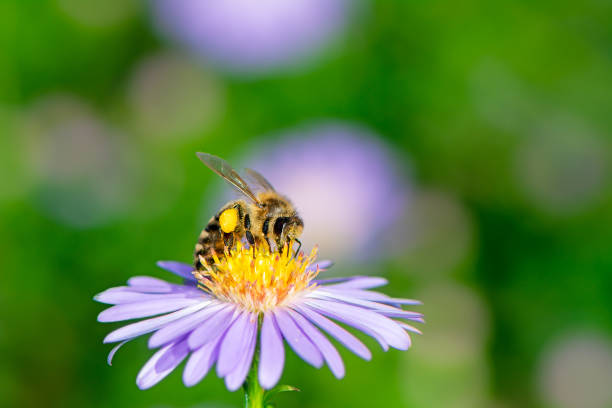 istock Bee Collecting Nectar on a Aster Flower 1196704421
