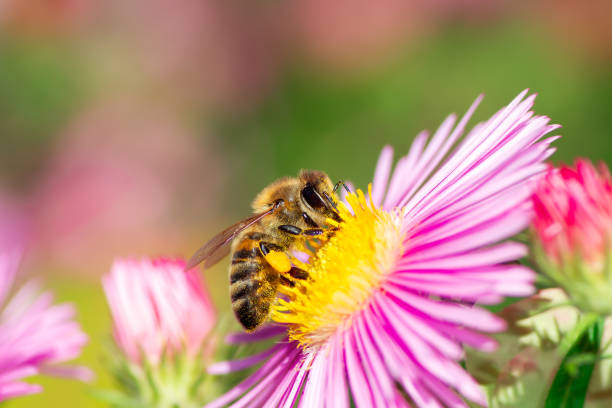 istock Bee Collecting Nectar on a Aster Flower 1196704427