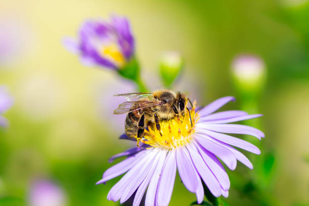 istock Bee Collecting Nectar on a Aster Flower 1196704439