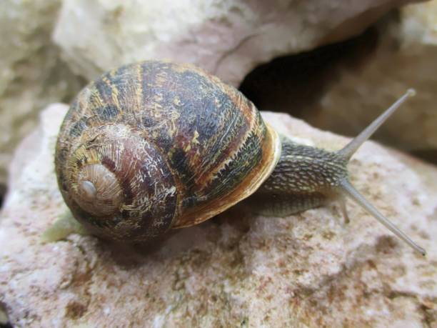 istock Snail sliding on a stone 1196705560