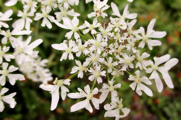 istock White umbels of a common hogweed 1196705592