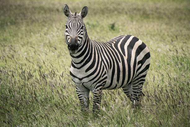 istock Zebra in the savannah 1196706753