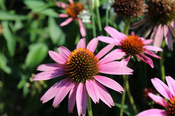 istock Flowers in Chicago 1196708015