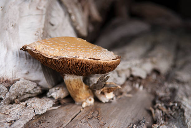 Mushroom stock photo