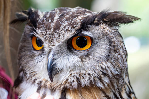 istock Eagle with big round orange eyes 1196709794