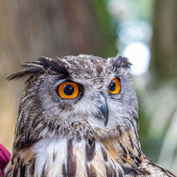 Eagle with big round orange eyes