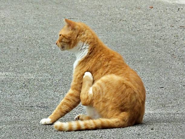 tabby feral cat (felis catus) - se gratter l'épaule - catus photos et images de collection