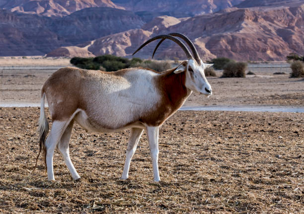 antelope scimitar horn oryx (oryx leucoryx) in the nature reserve - oryx gazella leucoryx imagens e fotografias de stock
