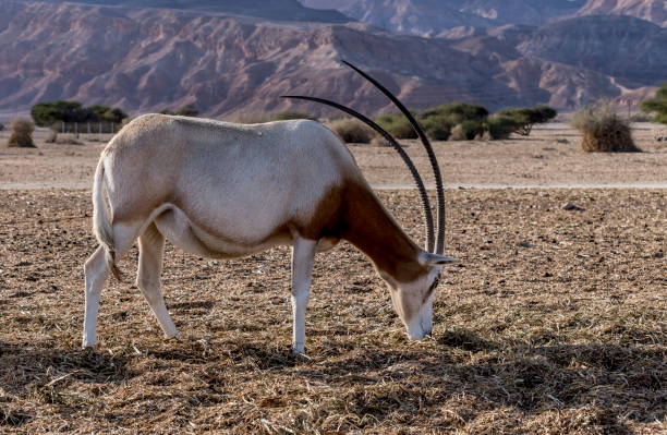 istock Antelope scimitar horn oryx (Oryx leucoryx) in nature reserve 1196712815