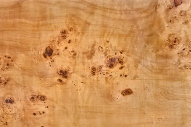 wooden board with poplar burl veneer - wood knot texture background burr