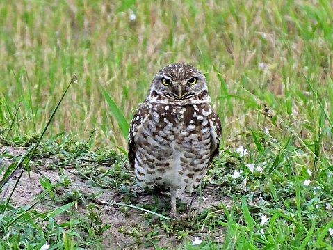 Burrowing Owl - looking at the camera