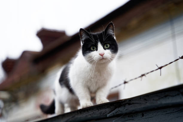 istock Green-eyed cat 1196713902