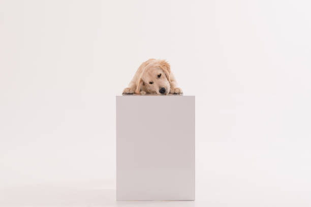 istock Golden retriever puppy dog standing on a white cube 1196714063