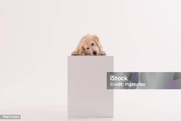 Golden Retriever Puppy Dog Standing On A White Cube Stock Photo - Download Image Now