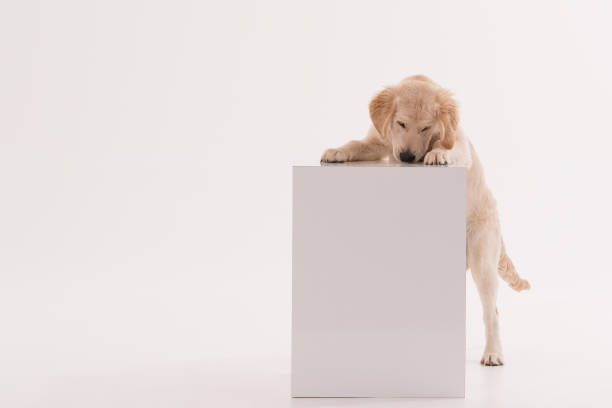 istock Golden retriever puppy dog standing on a white cube 1196714089