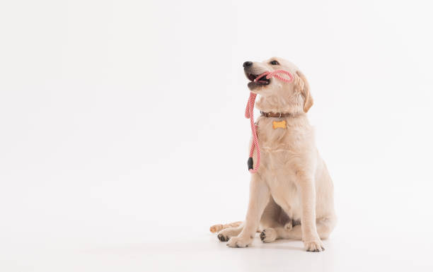 golden retriever szczeniak pies czeka z kołnierzem dla zwierząt domowych - golden retriever dog retriever waiting zdjęcia i obrazy z banku zdjęć