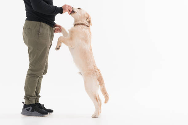 istock Training a golden retriever Puppy dog 1196714190