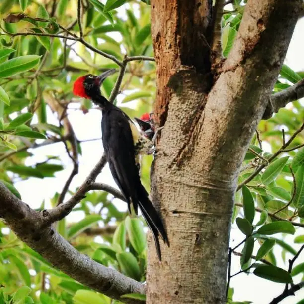 because poaching of these birds is almost extinct and rarely encountered.  now these birds are protected by animal officials to keep them from becoming extinct.